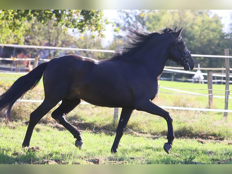 PRE Mix Castrone 3 Anni 163 cm Morello in Hassendorf PRE Mix Castrone 3 Anni 163 cm Morello in Hassendorf