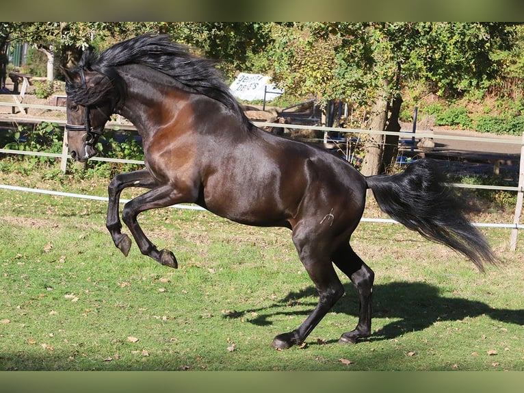 PRE Mix Castrone 3 Anni 163 cm Morello in Hassendorf PRE Mix Castrone 3 Anni 163 cm Morello in Hassendorf