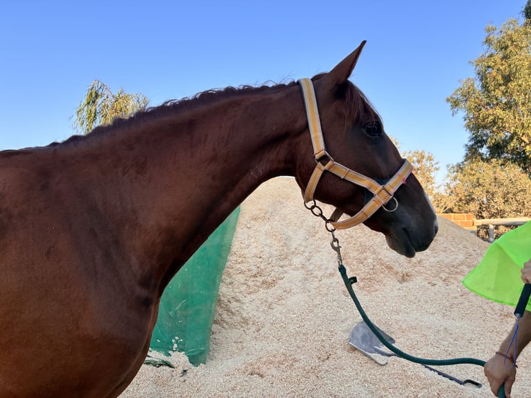 PRE Castrone 3 Anni 163 cm Sauro in Gava