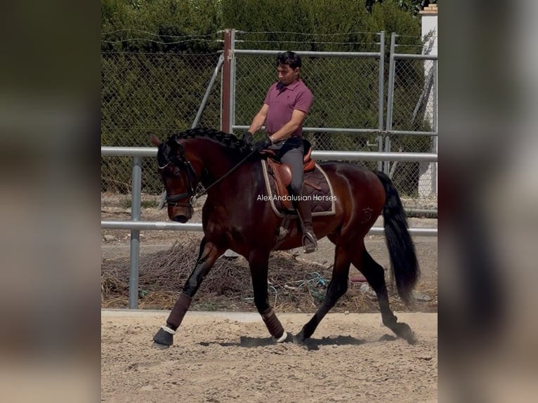 PRE Mix Castrone 3 Anni 164 cm Baio scuro in Sevilla