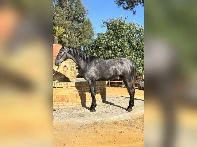 PRE Castrone 3 Anni 164 cm Grigio in Sevilla