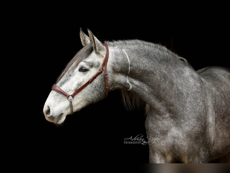 PRE Mix Castrone 3 Anni 165 cm Grigio in Sigmarszell