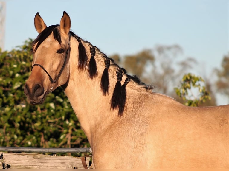 PRE Castrone 3 Anni 165 cm Pelle di daino in Galaroza (Huelva)