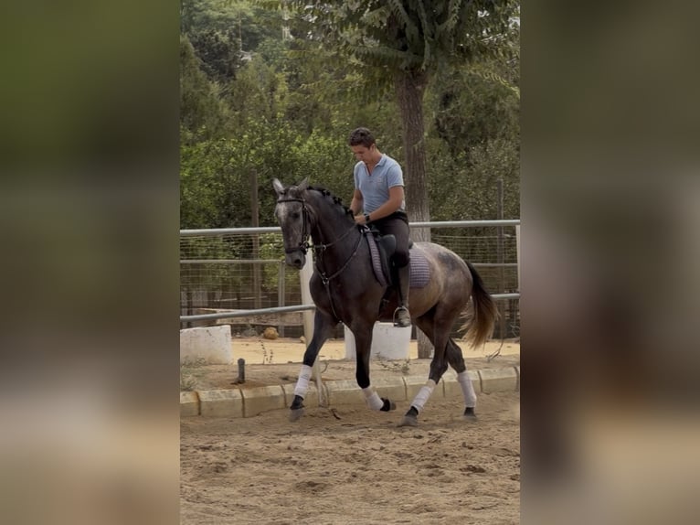 PRE Castrone 3 Anni 166 cm Grigio in Carmona