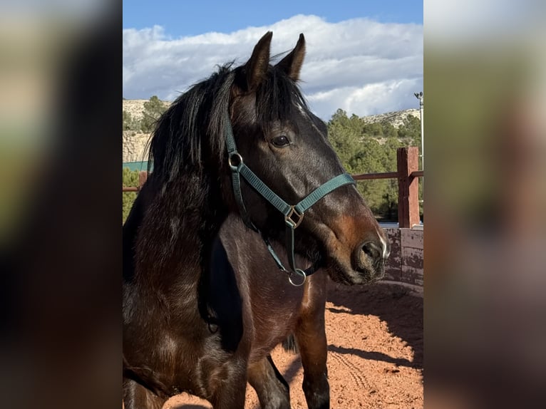 PRE Castrone 3 Anni Baio scuro in Fuendetodos