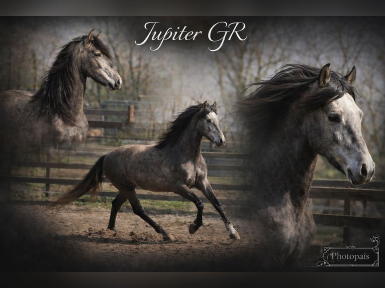 PRE Castrone 4 Anni 152 cm Grigio in /Polenz