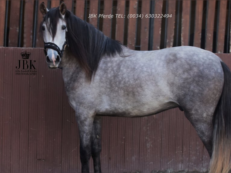 PRE Mix Castrone 4 Anni 152 cm Grigio pezzato in Tabernas Almeria