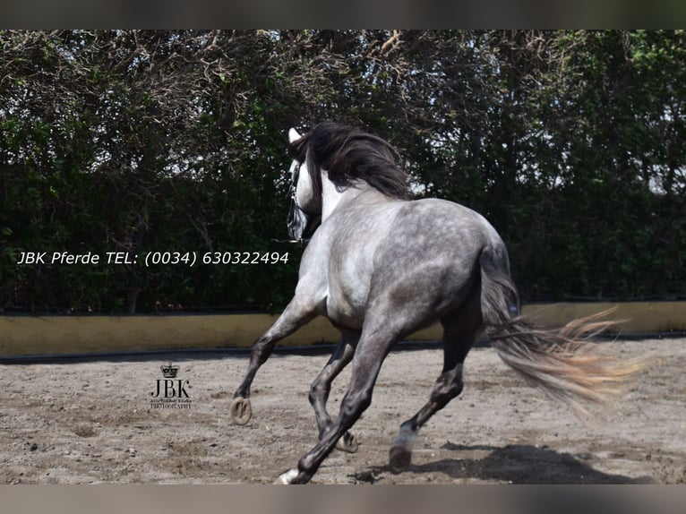 PRE Mix Castrone 4 Anni 152 cm Grigio pezzato in Tabernas Almeria