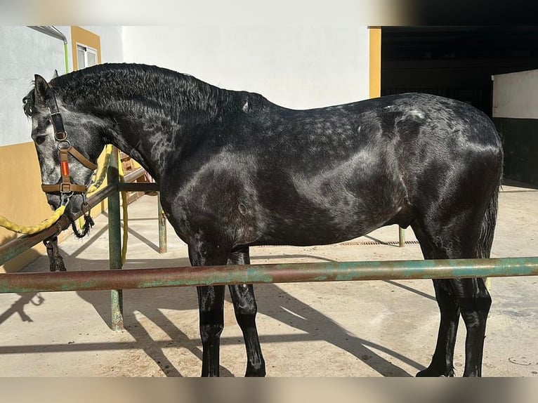 PRE Castrone 4 Anni 153 cm Grigio in Talavera De La Reina