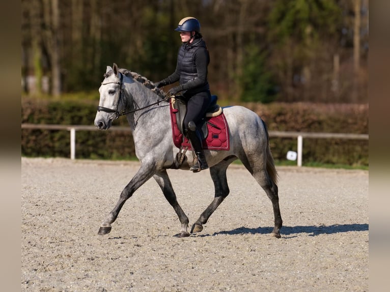 PRE Mix Castrone 4 Anni 153 cm Grigio in Neustadt (Wied)
