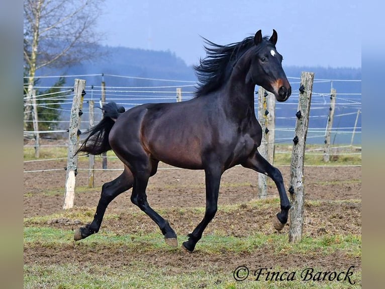 PRE Castrone 4 Anni 154 cm Morello in Wiebelsheim