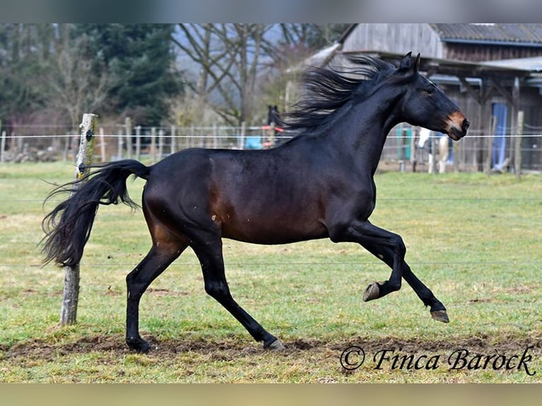 PRE Castrone 4 Anni 154 cm Morello in Wiebelsheim