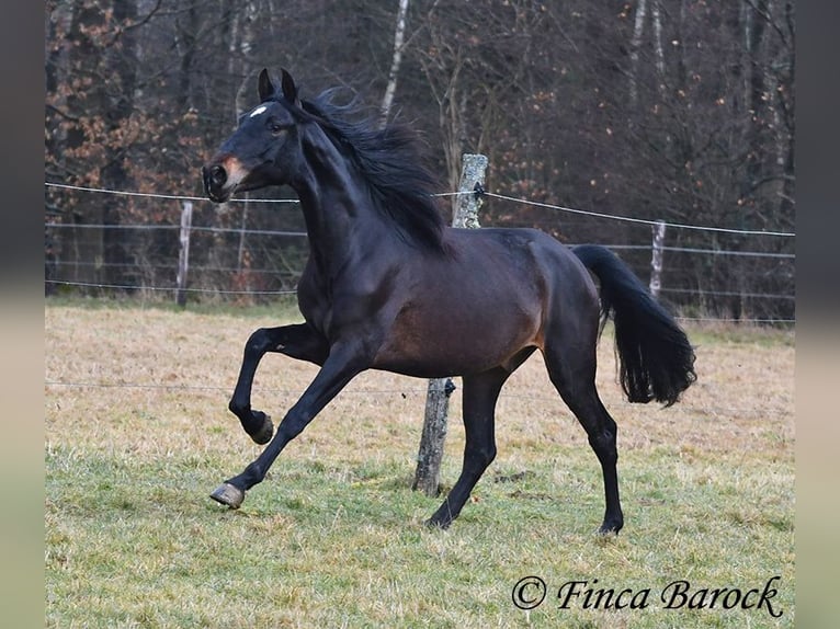 PRE Castrone 4 Anni 154 cm Morello in Wiebelsheim