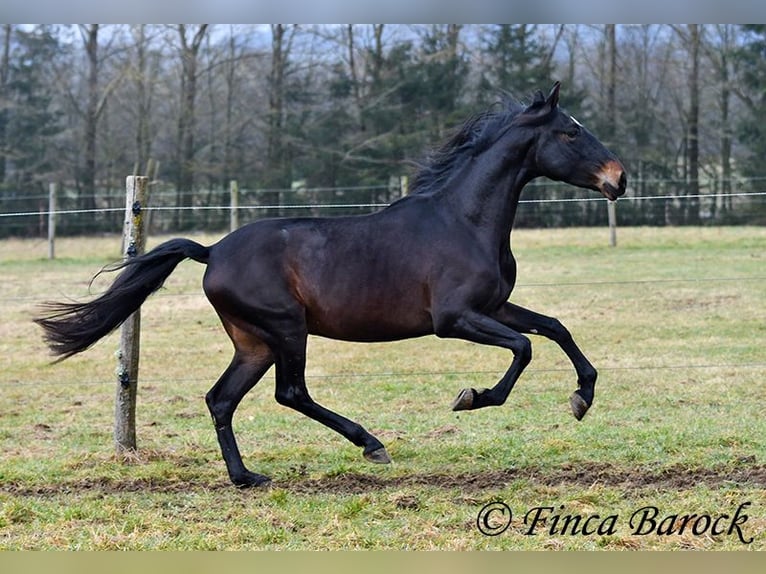 PRE Castrone 4 Anni 154 cm Morello in Wiebelsheim