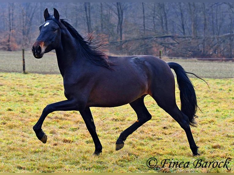 PRE Castrone 4 Anni 154 cm Morello in Wiebelsheim