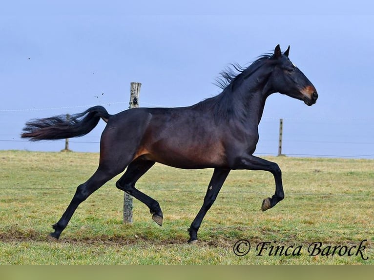 PRE Castrone 4 Anni 154 cm Morello in Wiebelsheim