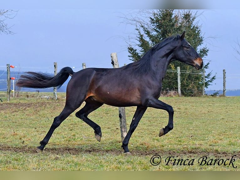 PRE Castrone 4 Anni 154 cm Morello in Wiebelsheim