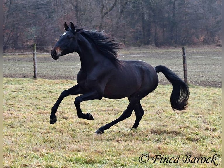 PRE Castrone 4 Anni 154 cm Morello in Wiebelsheim