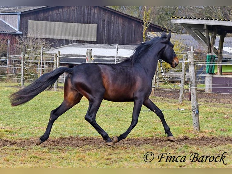 PRE Castrone 4 Anni 154 cm Morello in Wiebelsheim