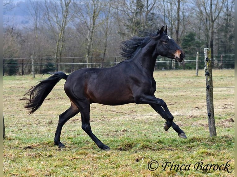 PRE Castrone 4 Anni 154 cm Morello in Wiebelsheim