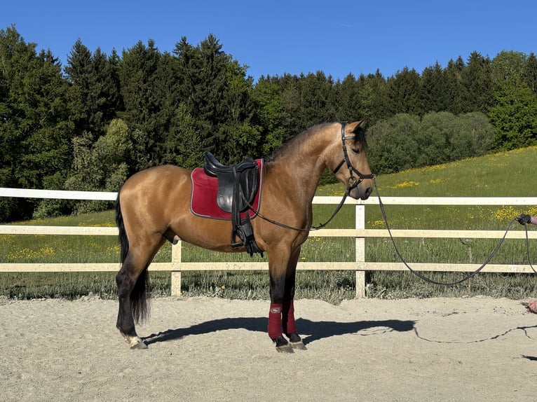 PRE Mix Castrone 4 Anni 155 cm Falbo in Niederstaufen