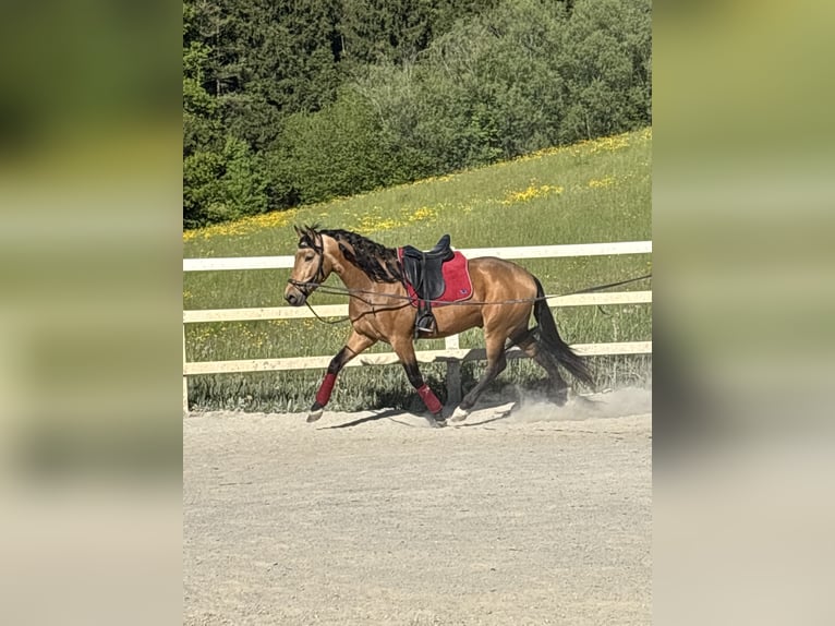 PRE Mix Castrone 4 Anni 155 cm Falbo in Niederstaufen