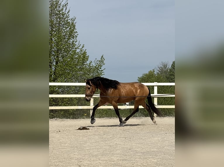 PRE Mix Castrone 4 Anni 155 cm Falbo in Niederstaufen