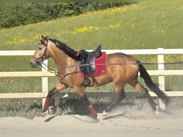 PRE Mix Castrone 4 Anni 155 cm Falbo in Niederstaufen