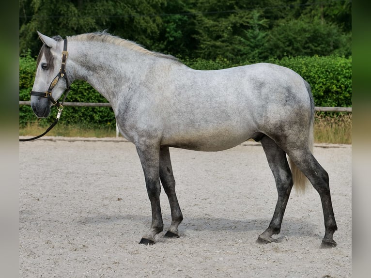 PRE Castrone 4 Anni 155 cm Grigio in Neustadt (Wied)