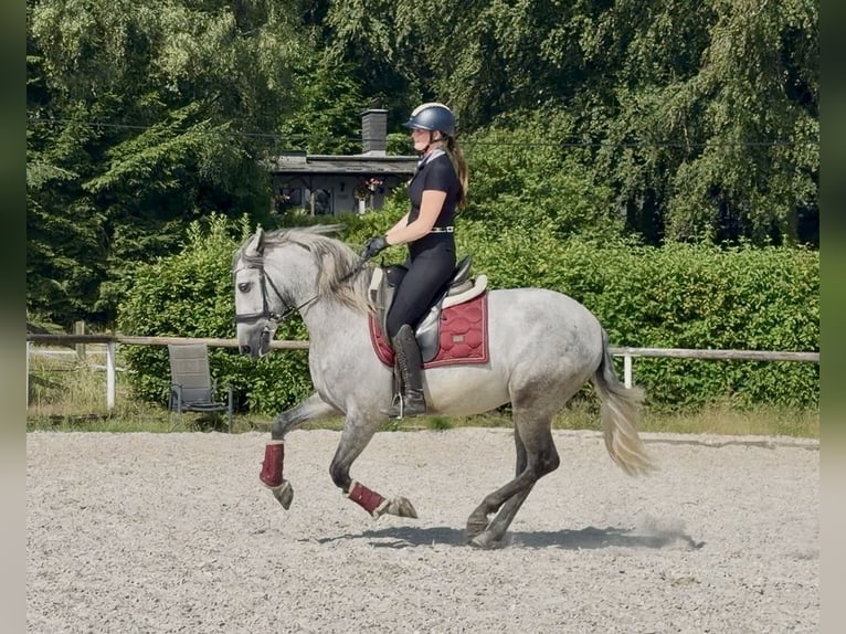 PRE Castrone 4 Anni 155 cm Grigio in Neustadt (Wied)