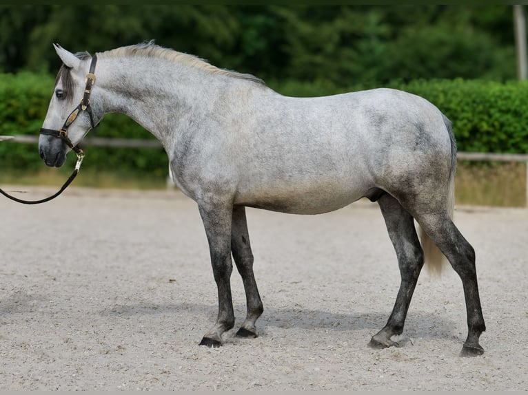 PRE Castrone 4 Anni 155 cm Grigio in Neustadt (Wied)