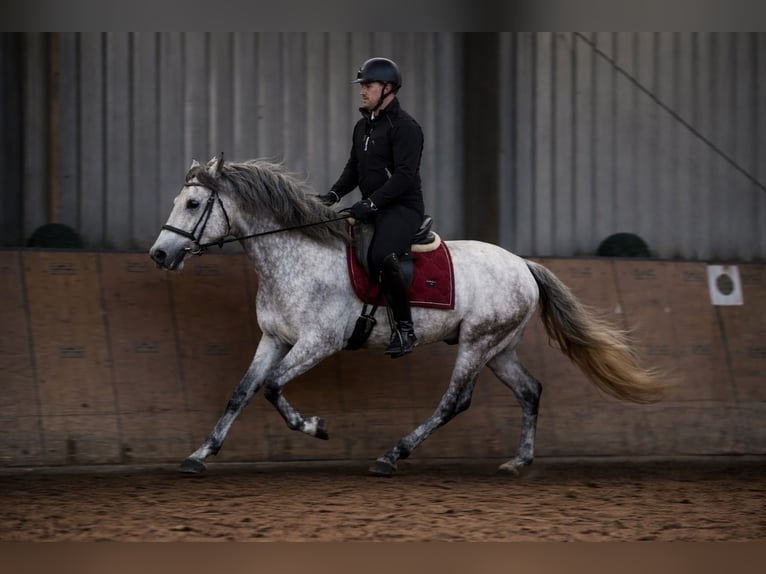 PRE Mix Castrone 4 Anni 155 cm Grigio in Neustadt (Wied)