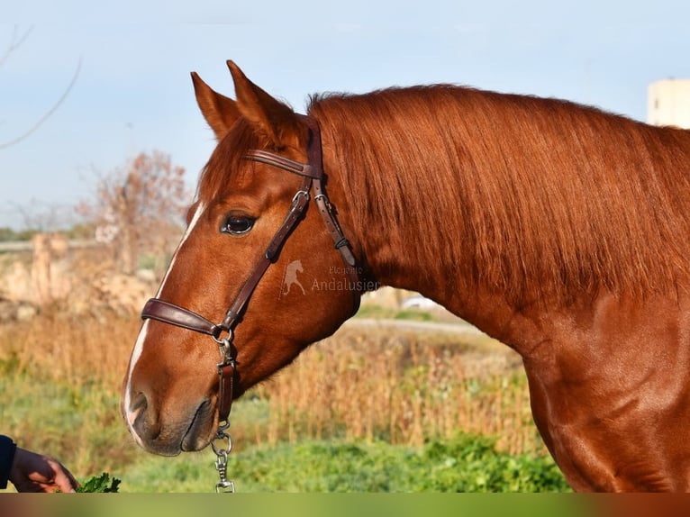 PRE Castrone 4 Anni 155 cm Sauro in Miralvalles