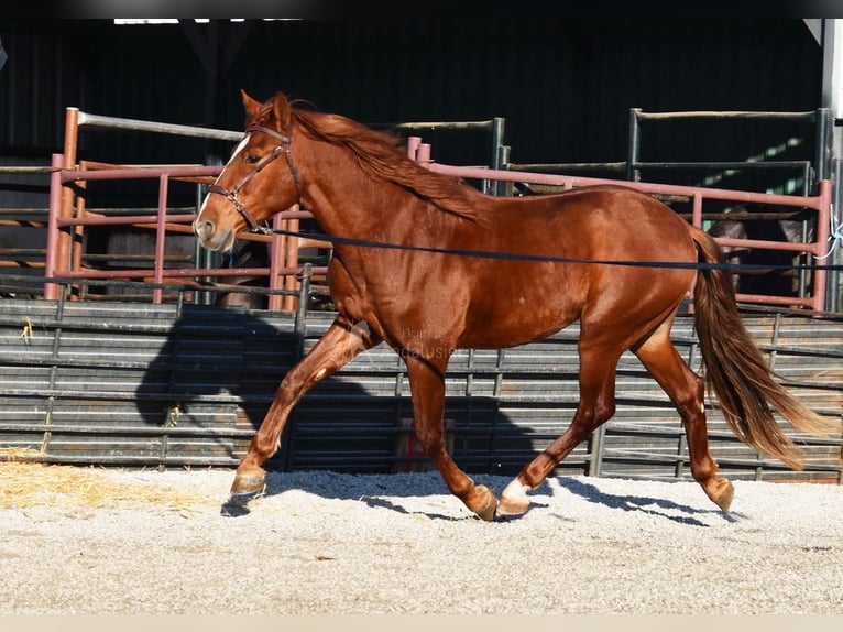 PRE Castrone 4 Anni 155 cm Sauro in Miralvalles