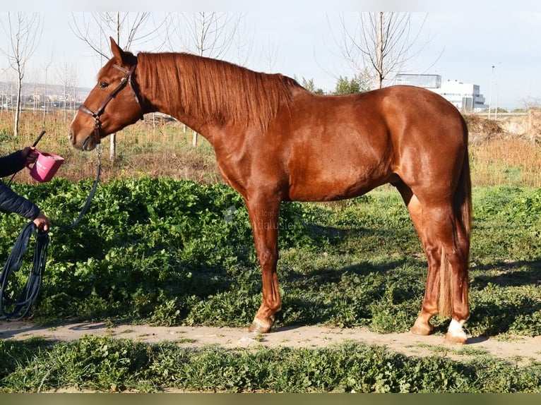 PRE Castrone 4 Anni 155 cm Sauro in Miralvalles