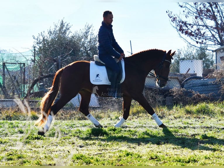 PRE Castrone 4 Anni 155 cm Sauro in Miralvalles