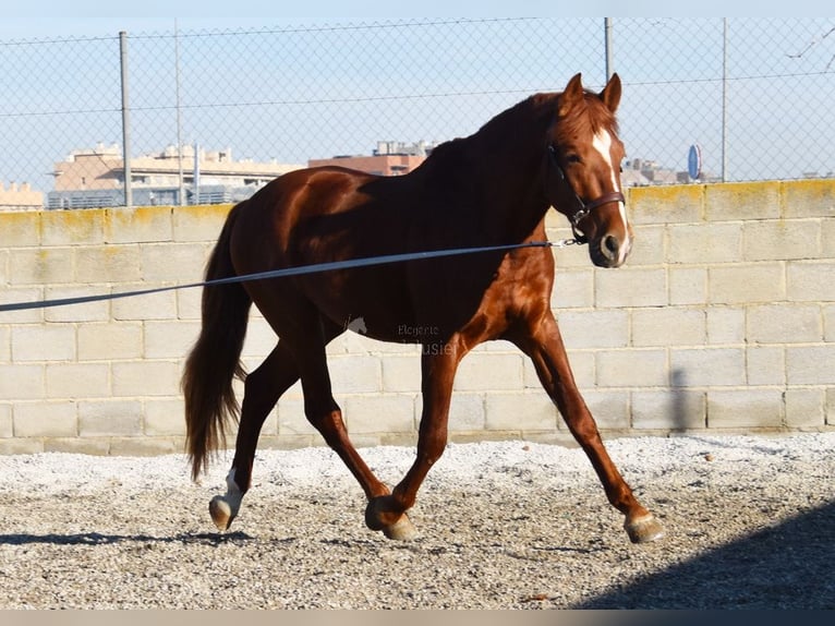 PRE Castrone 4 Anni 155 cm Sauro in Miralvalles