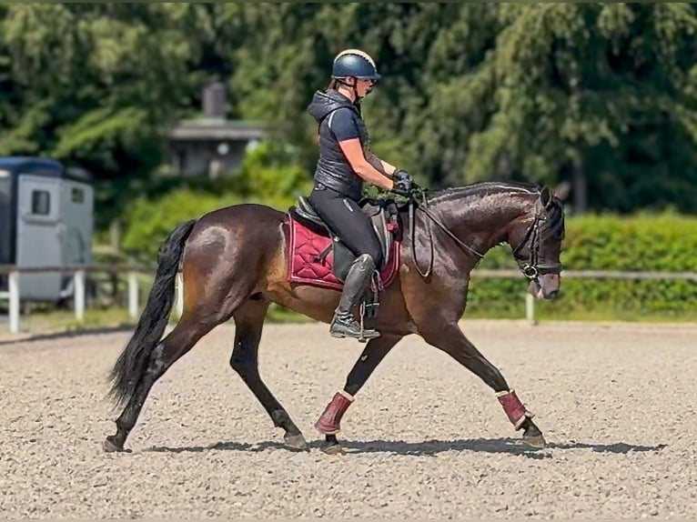 PRE Castrone 4 Anni 156 cm Baio scuro in Neustadt (Wied)