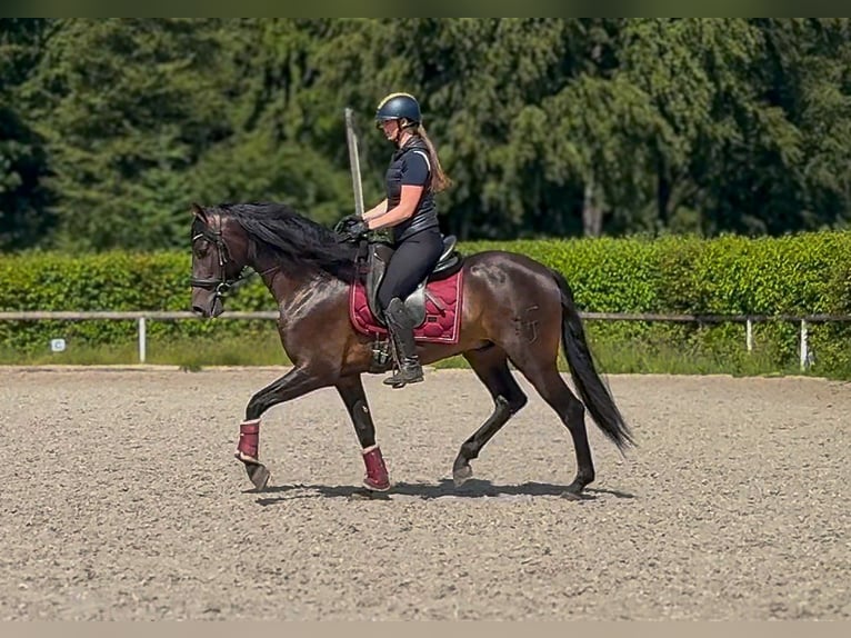 PRE Castrone 4 Anni 156 cm Baio scuro in Neustadt (Wied)