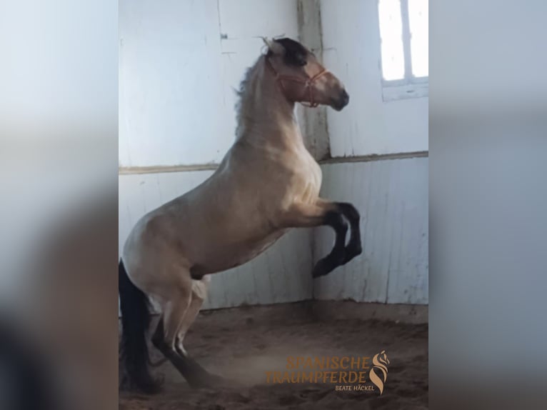 PRE Mix Castrone 4 Anni 156 cm Falbo in Traventhal