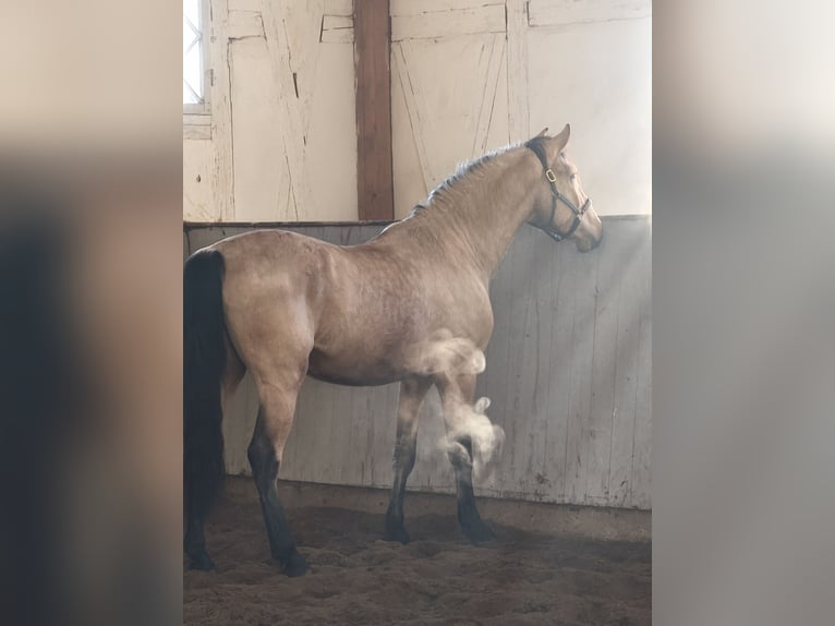 PRE Mix Castrone 4 Anni 156 cm Falbo in Traventhal