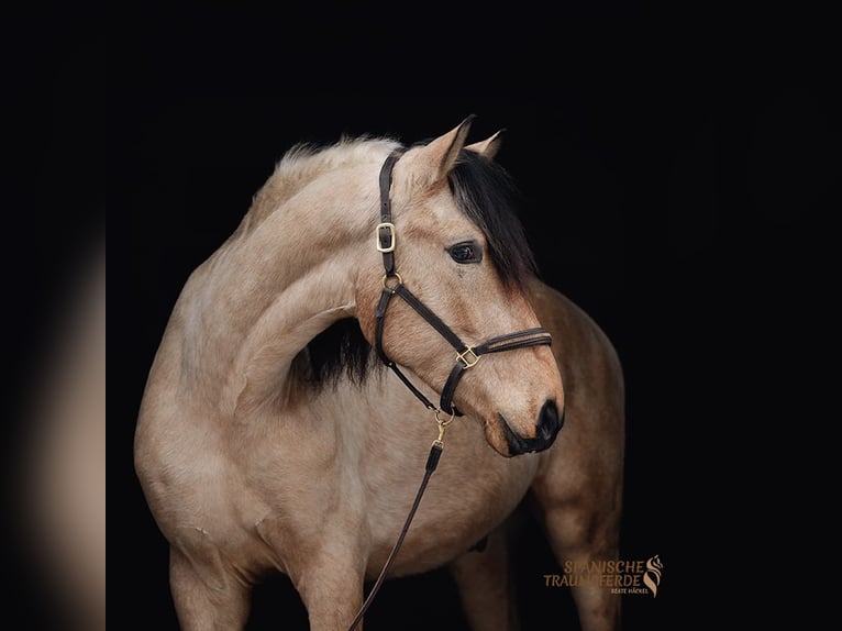 PRE Mix Castrone 4 Anni 156 cm Falbo in Traventhal