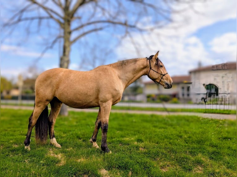 PRE Castrone 4 Anni 156 cm Falbo in Caumont