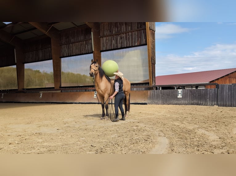 PRE Mix Castrone 4 Anni 156 cm Falbo in Caumont