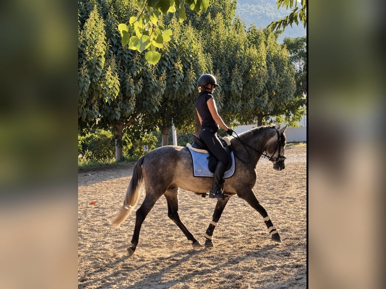 PRE Mix Castrone 4 Anni 156 cm Grigio pezzato in Gandia