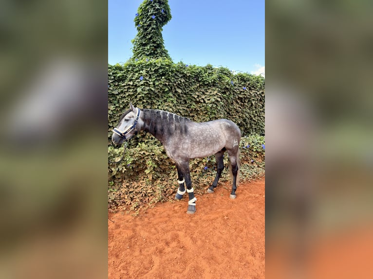 PRE Mix Castrone 4 Anni 156 cm Grigio pezzato in Gandia