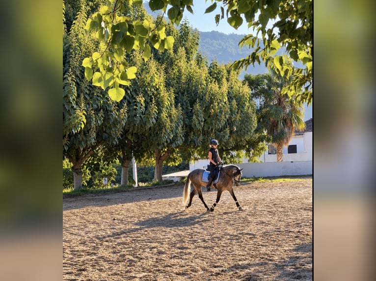 PRE Mix Castrone 4 Anni 156 cm Grigio pezzato in Gandia
