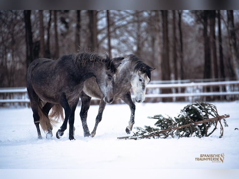 PRE Mix Castrone 4 Anni 157 cm Grigio in Traventhal