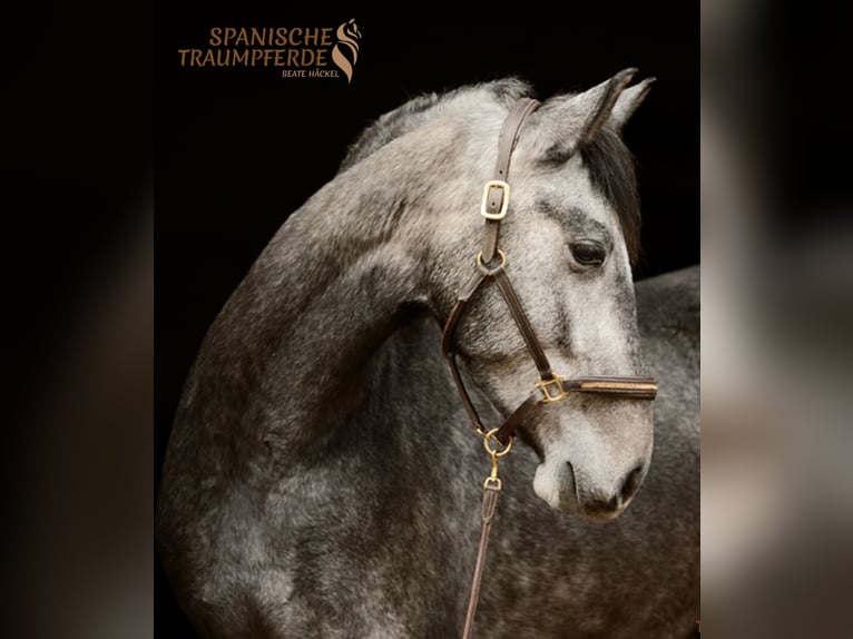 PRE Mix Castrone 4 Anni 157 cm Grigio in Traventhal