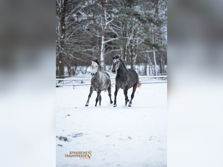 PRE Mix Castrone 4 Anni 157 cm Grigio in Traventhal